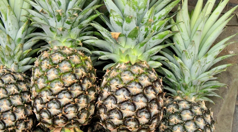 Buah nanas dan manfaatnya untuk kesehatan
