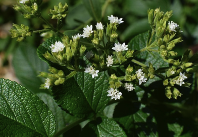 Stevia: Cara Mudah Mengurangi Konsumsi Gula dan Menjaga Kesehatan