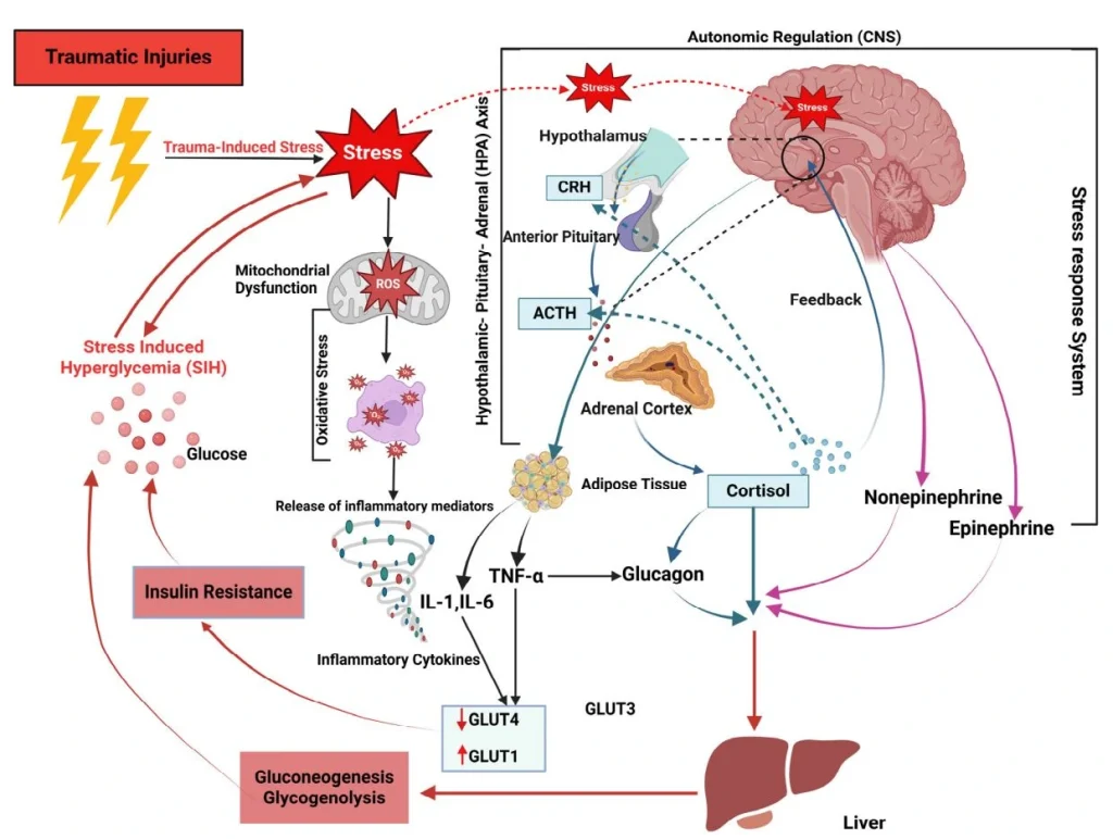 Skema kortisol meningkatkan gula darah saat stres